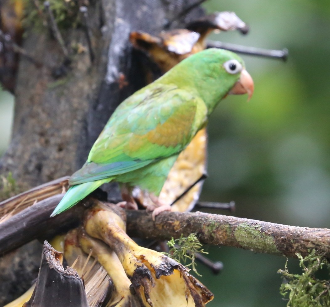Orange-chinned Parakeet - Susan Hunter