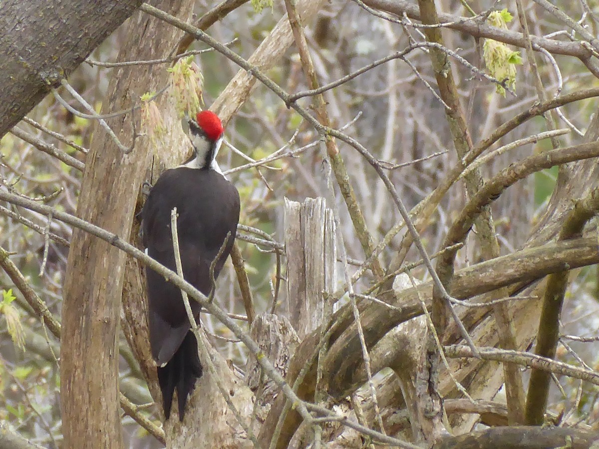 Pileated Woodpecker - M. Jordan