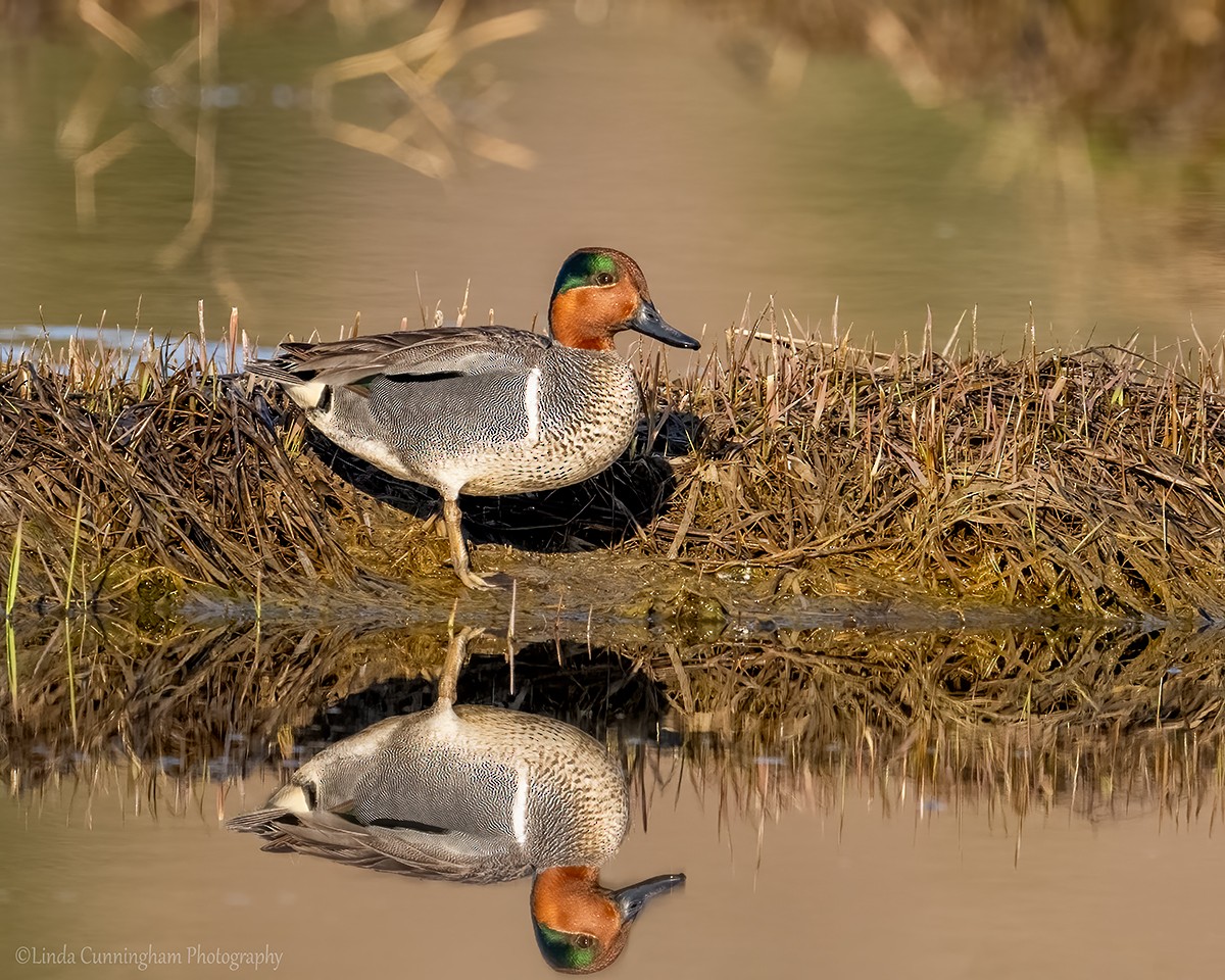 Green-winged Teal - ML618131346