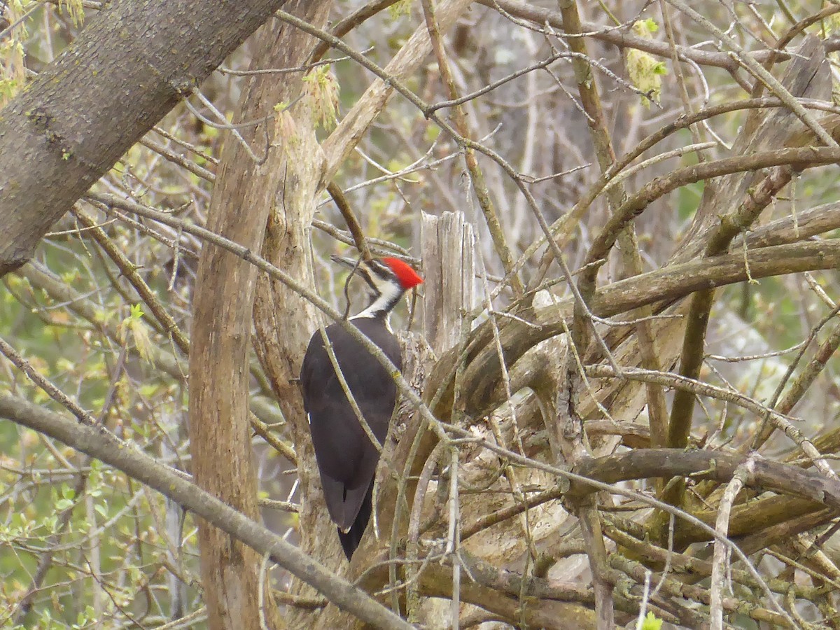 Pileated Woodpecker - M. Jordan