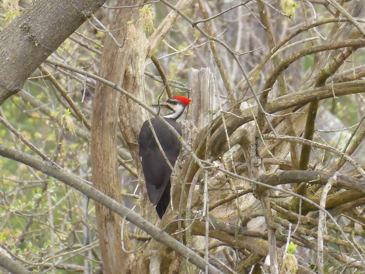 Pileated Woodpecker - ML618131350