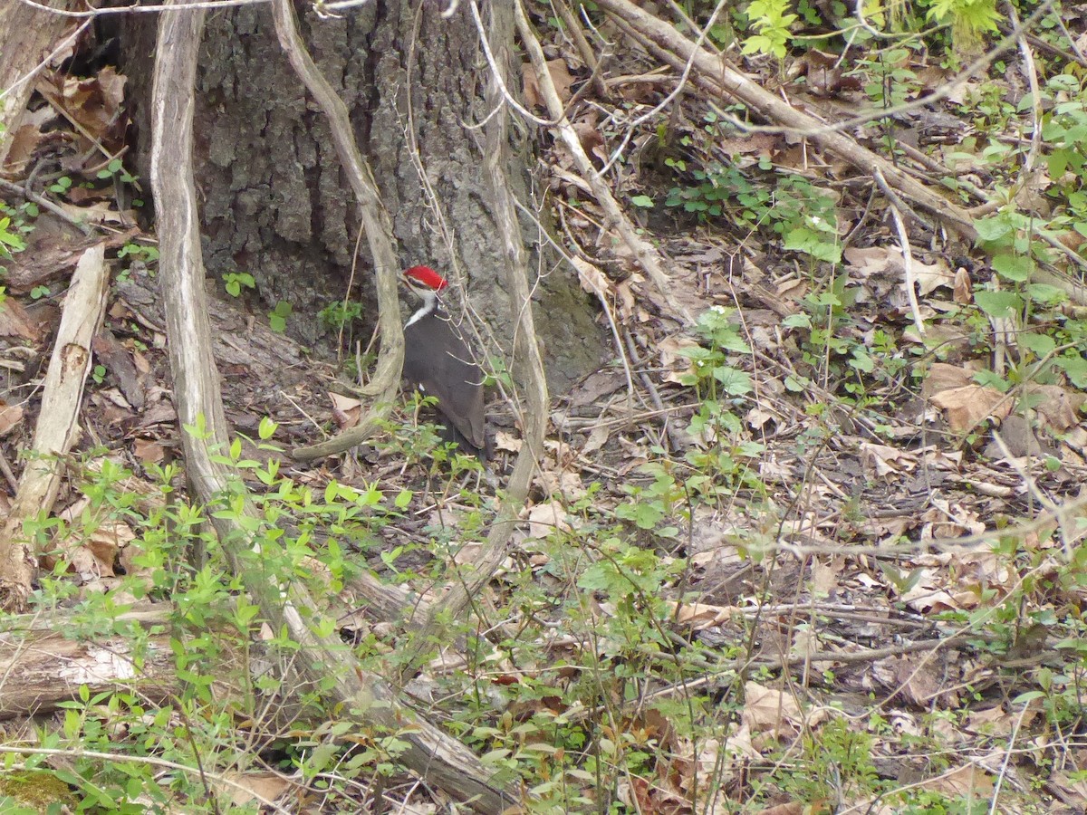 Pileated Woodpecker - ML618131356