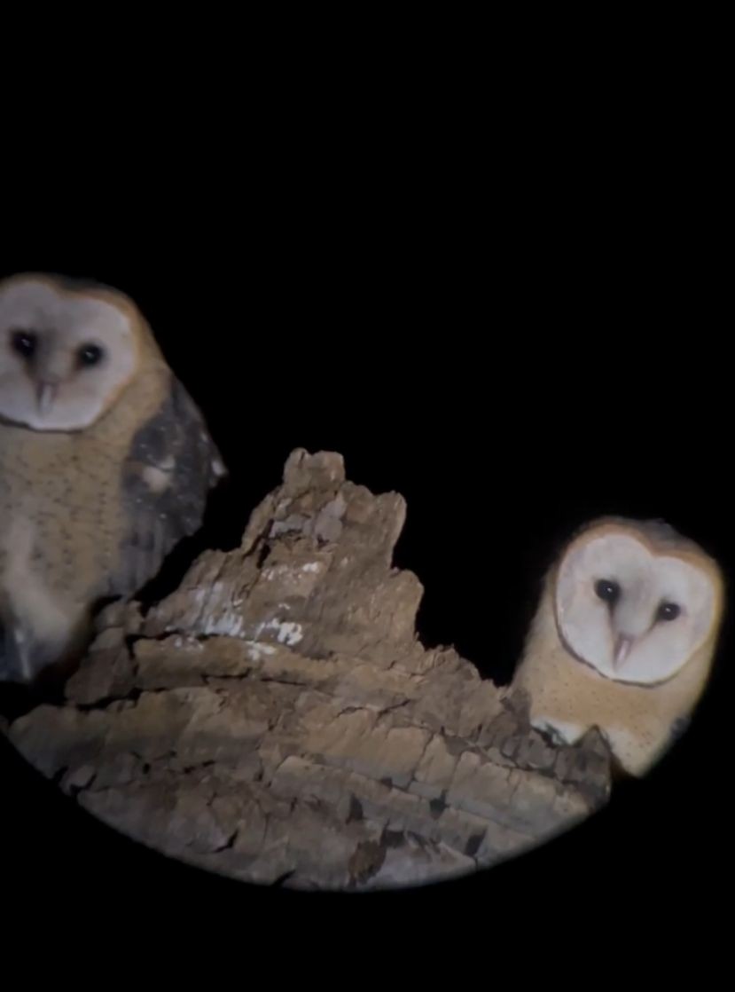 Barn Owl - Juan Manuel Arbeláez