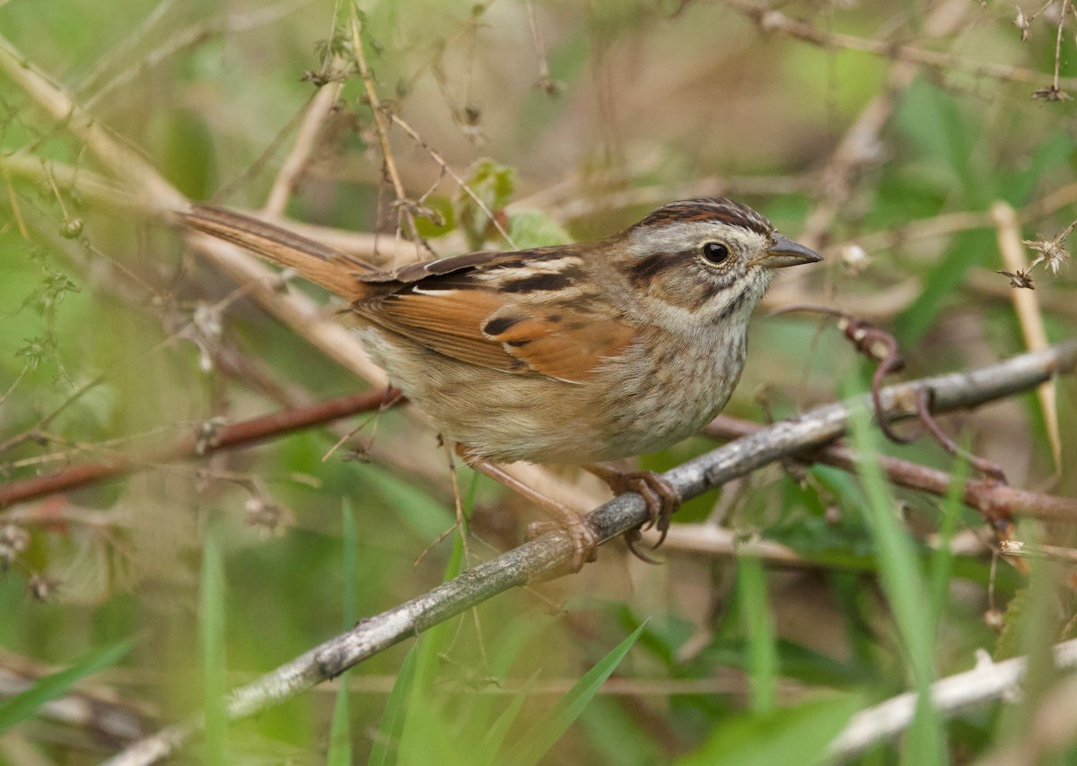 Swamp Sparrow - ML618131367