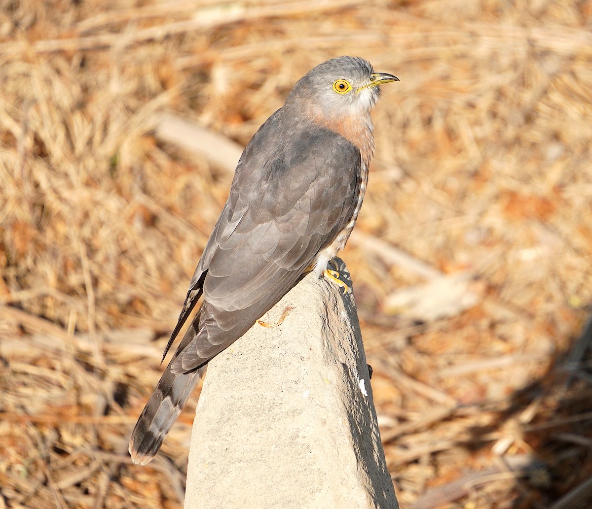 Common Hawk-Cuckoo - ML618131406