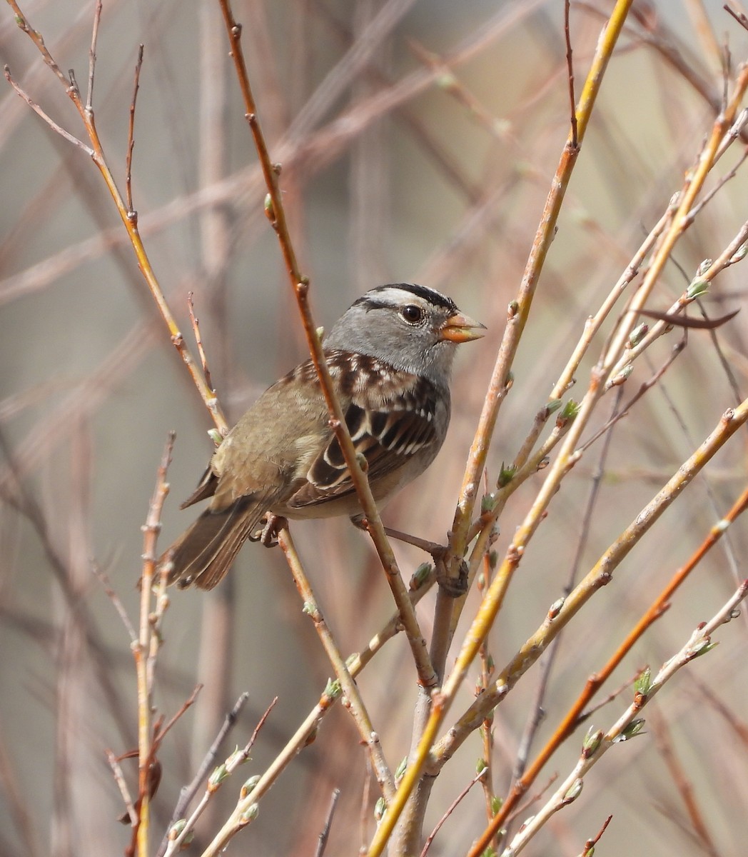 White-crowned Sparrow - ML618131425