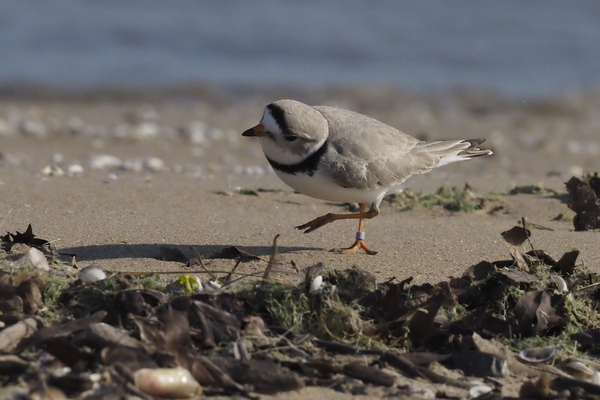 Piping Plover - ML618131478