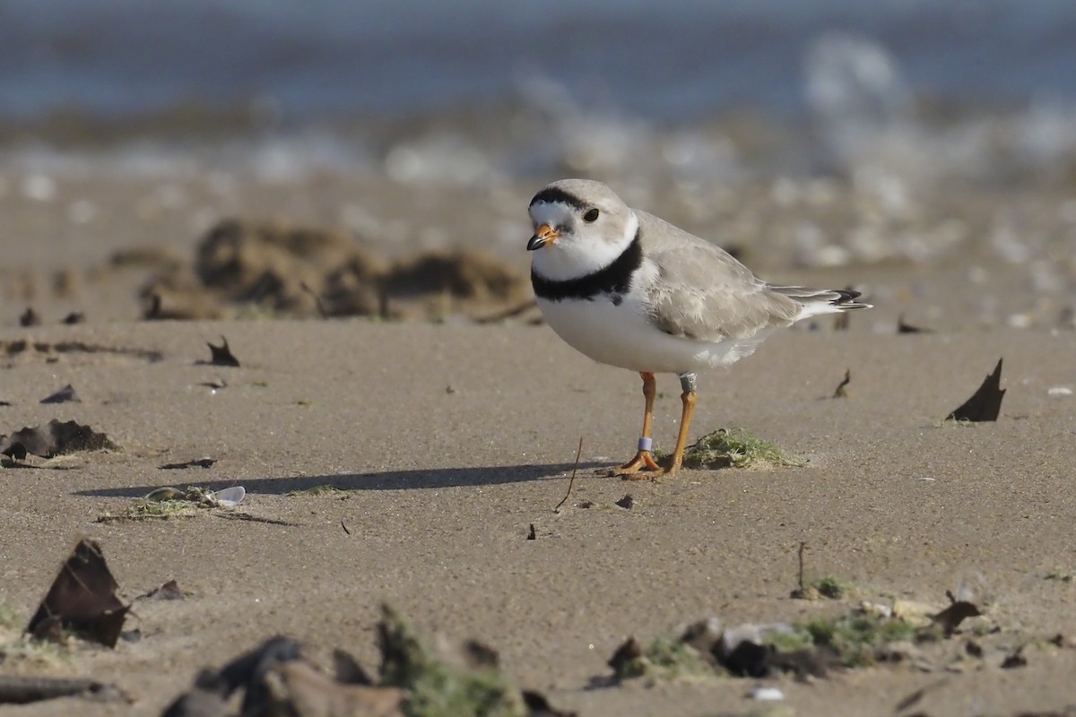 Piping Plover - ML618131479