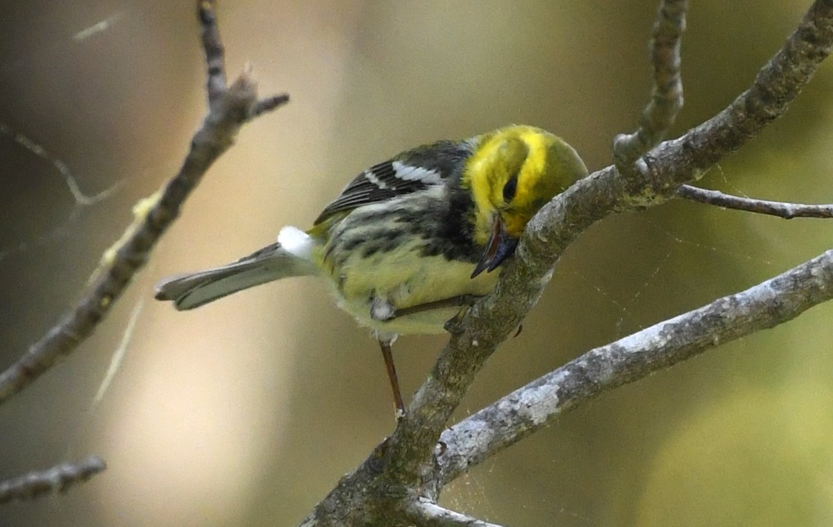 Black-throated Green Warbler - David True