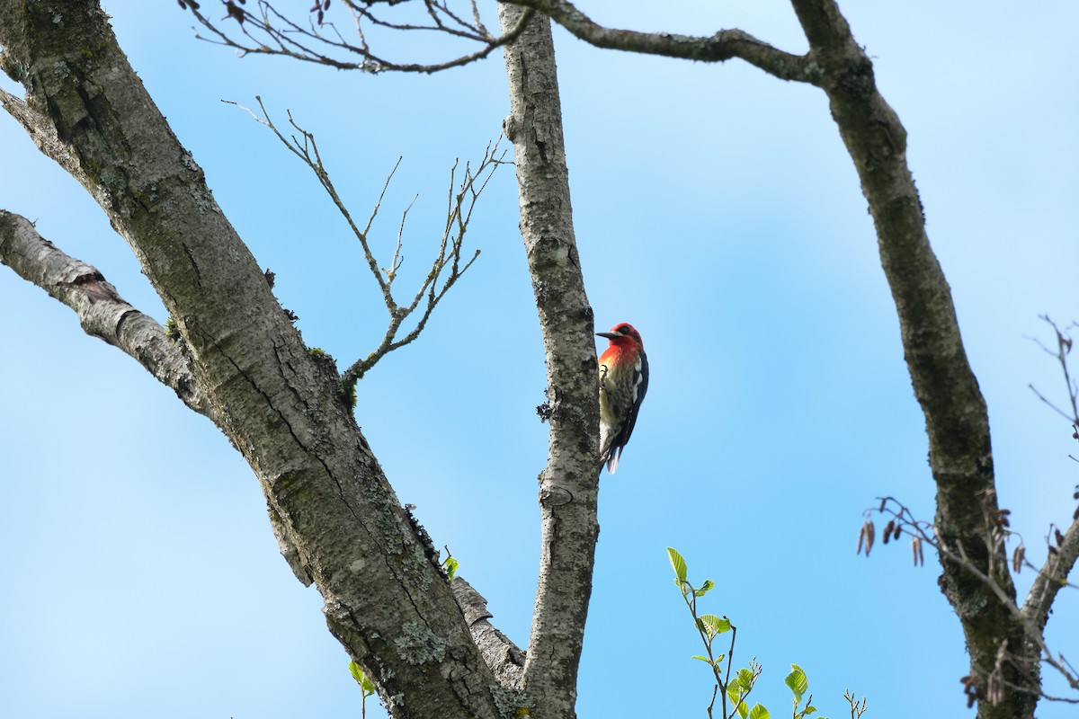 Red-breasted Sapsucker - ML618131530
