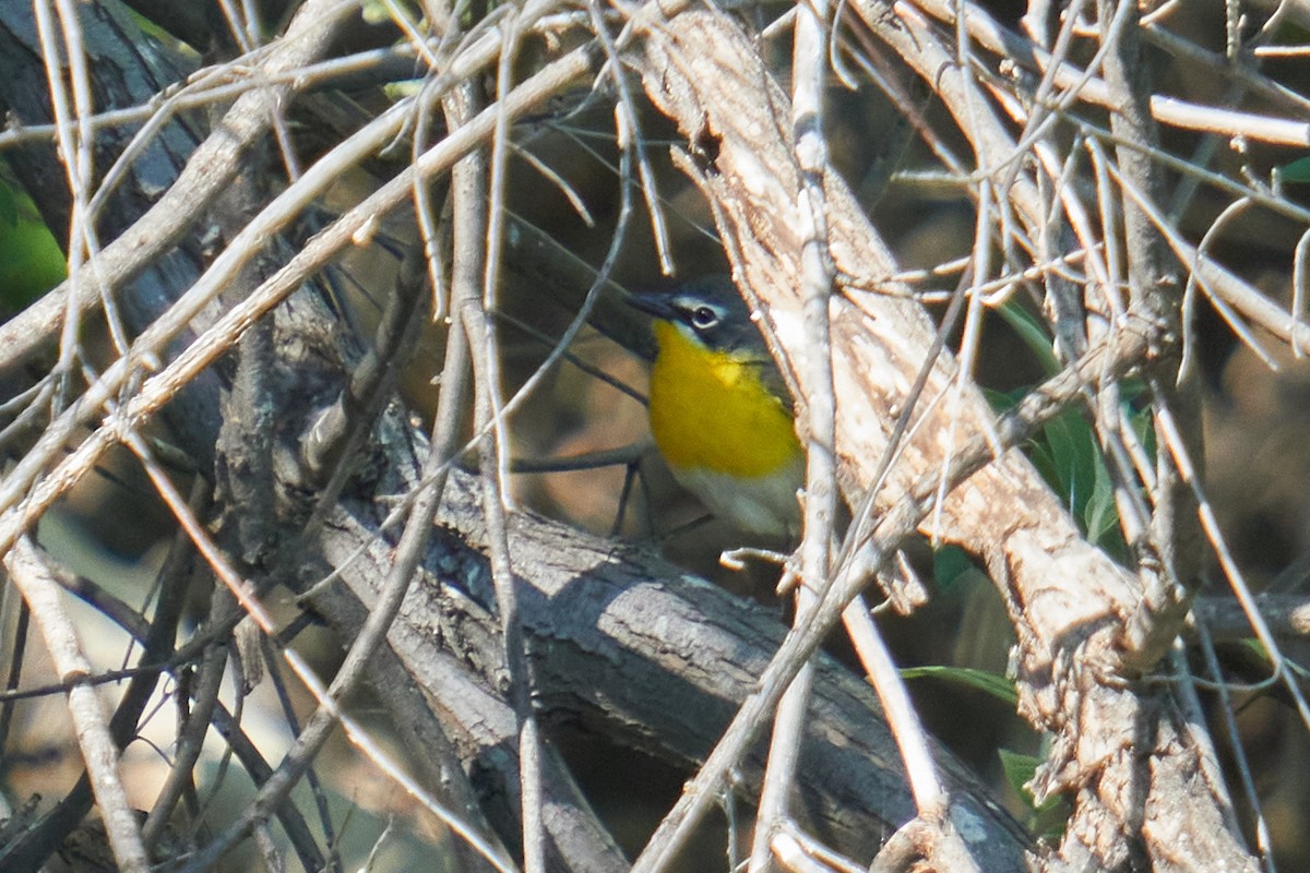 Yellow-breasted Chat - ML618131562