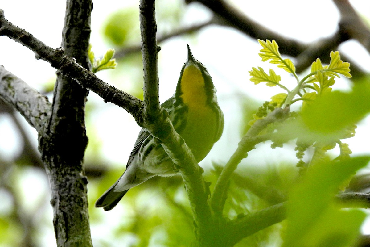 Yellow-throated Warbler - Nancy Buis