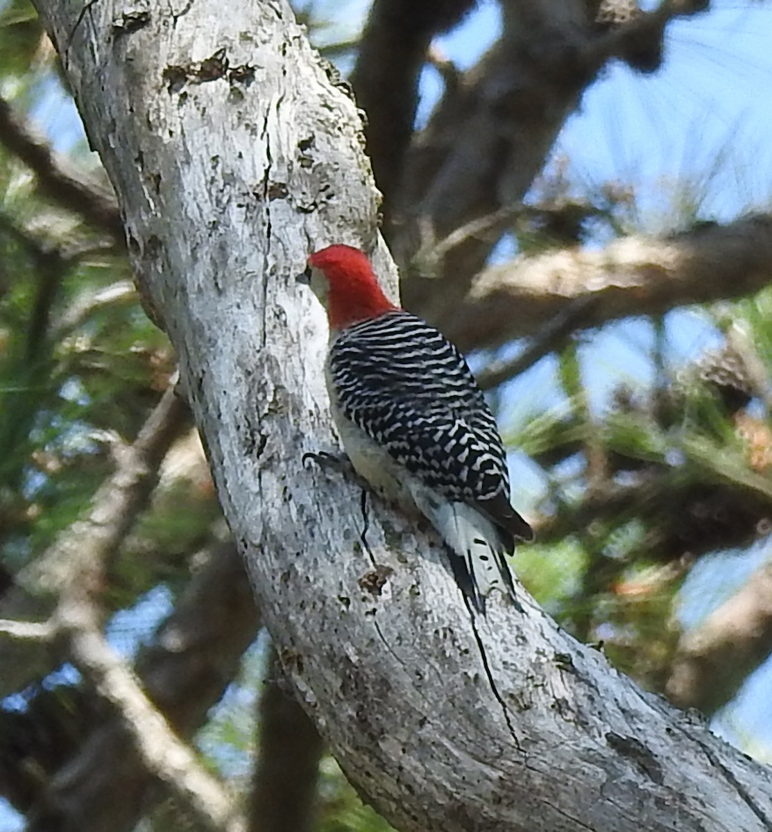 Red-bellied Woodpecker - Ed Escalante