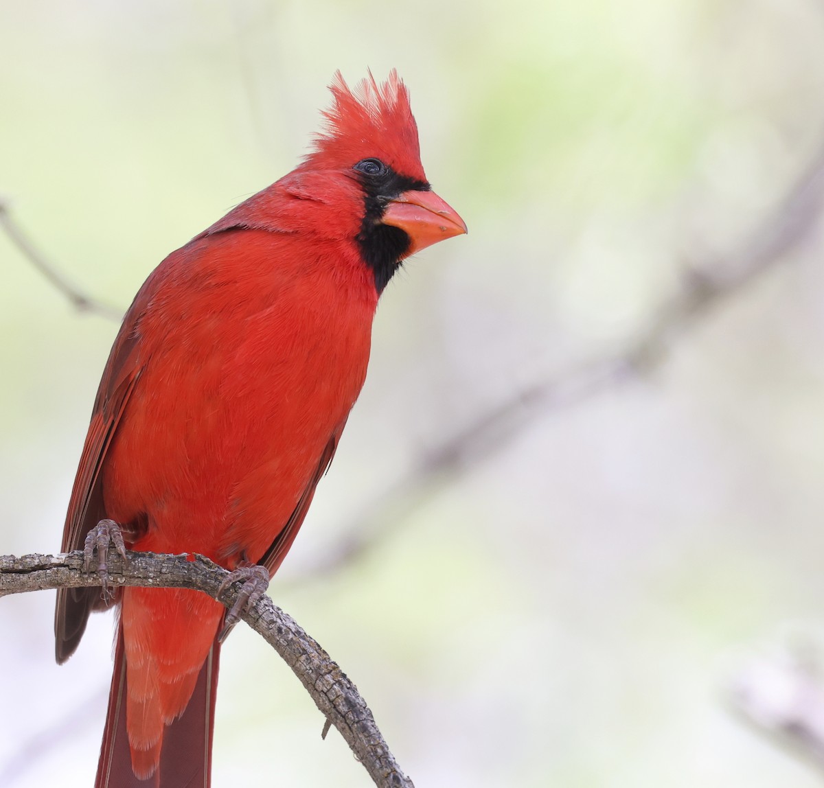 Cardinal rouge - ML618131585