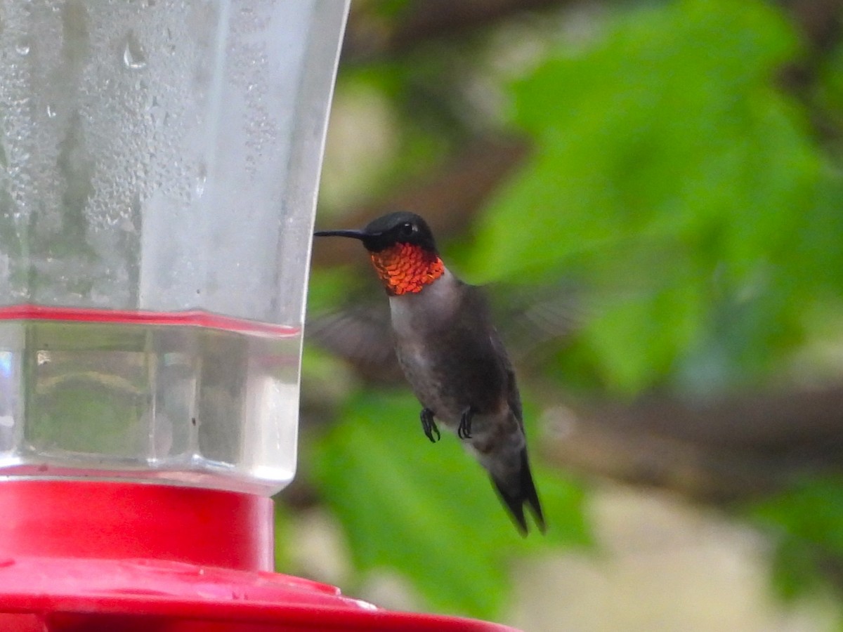 Ruby-throated Hummingbird - Kimberly Berry