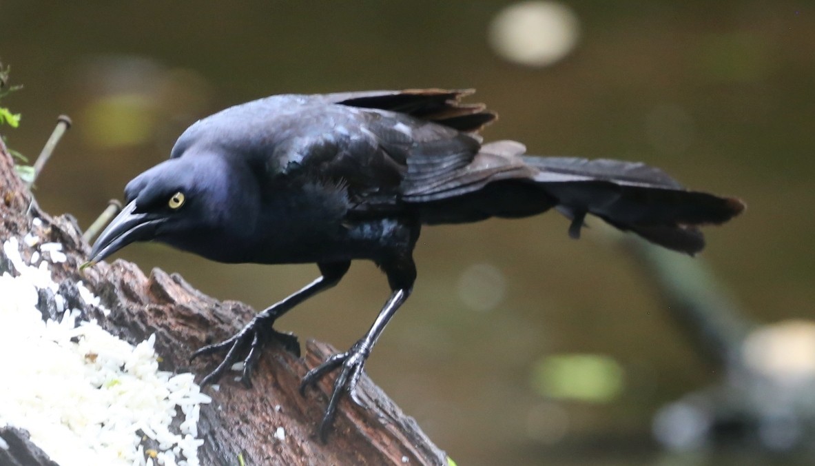 Great-tailed Grackle - ML618131591