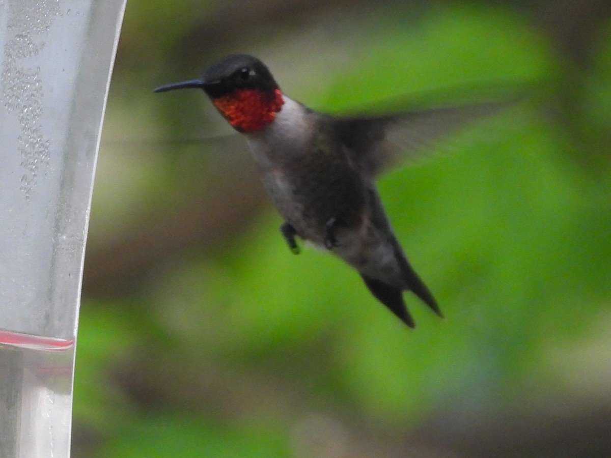 Ruby-throated Hummingbird - Kimberly Berry