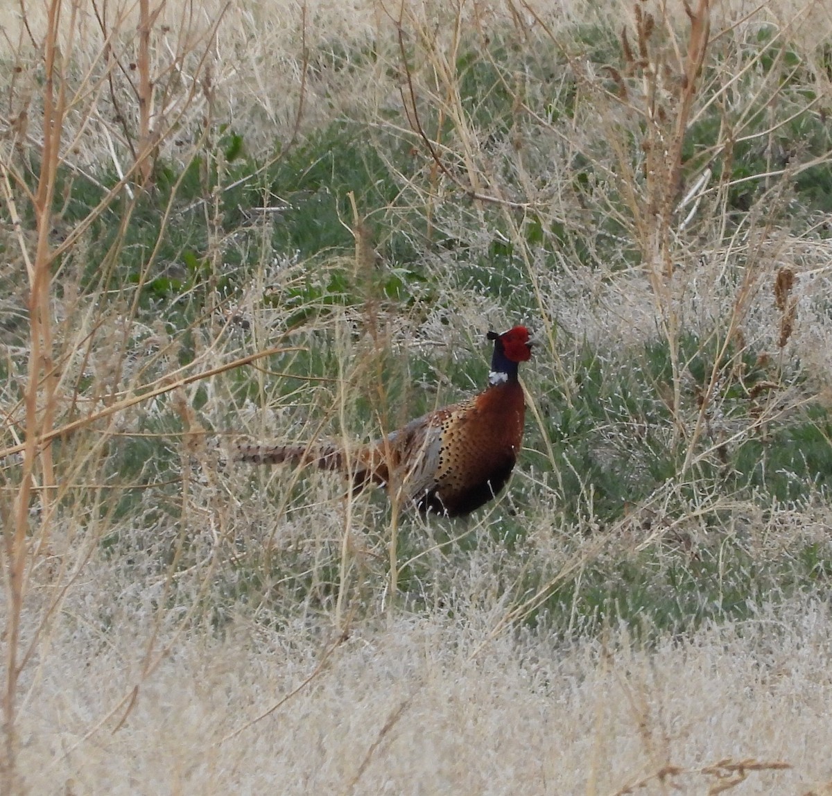 Ring-necked Pheasant - ML618131598