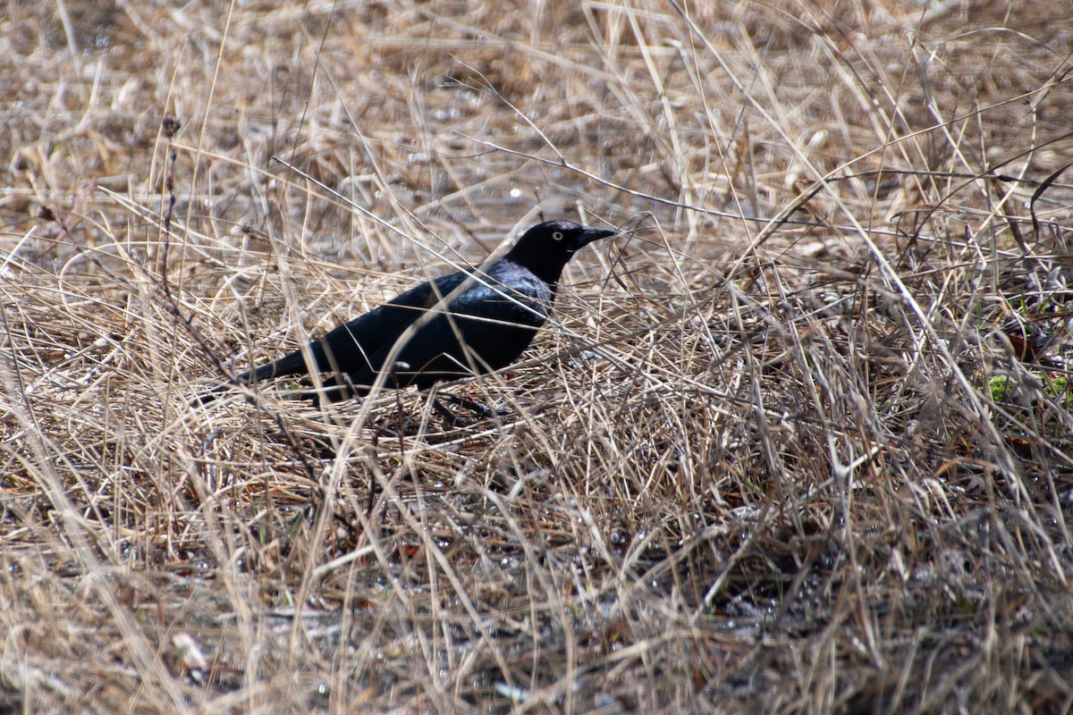 Common Grackle - Samantha Wilber