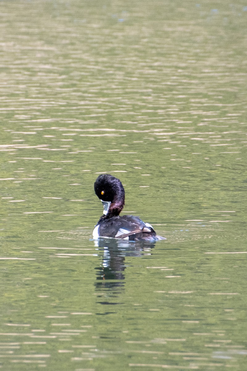 Ring-necked Duck - ML618131620