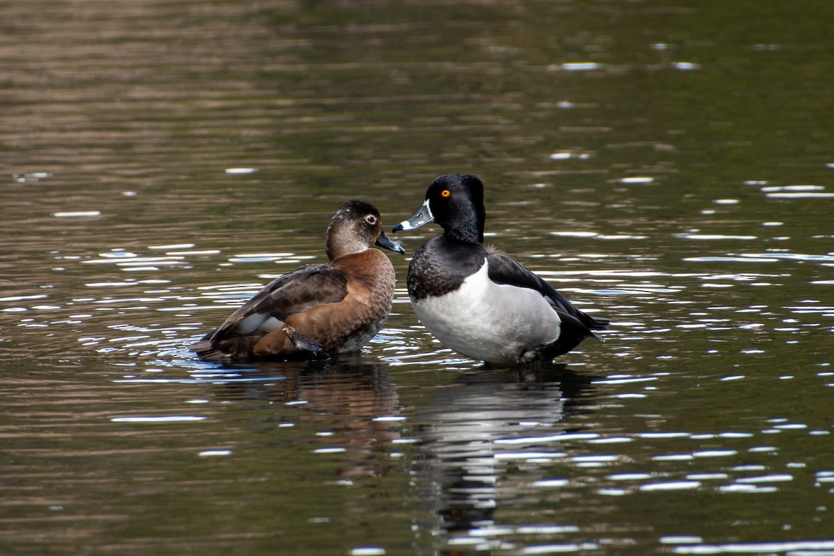 Ring-necked Duck - ML618131622