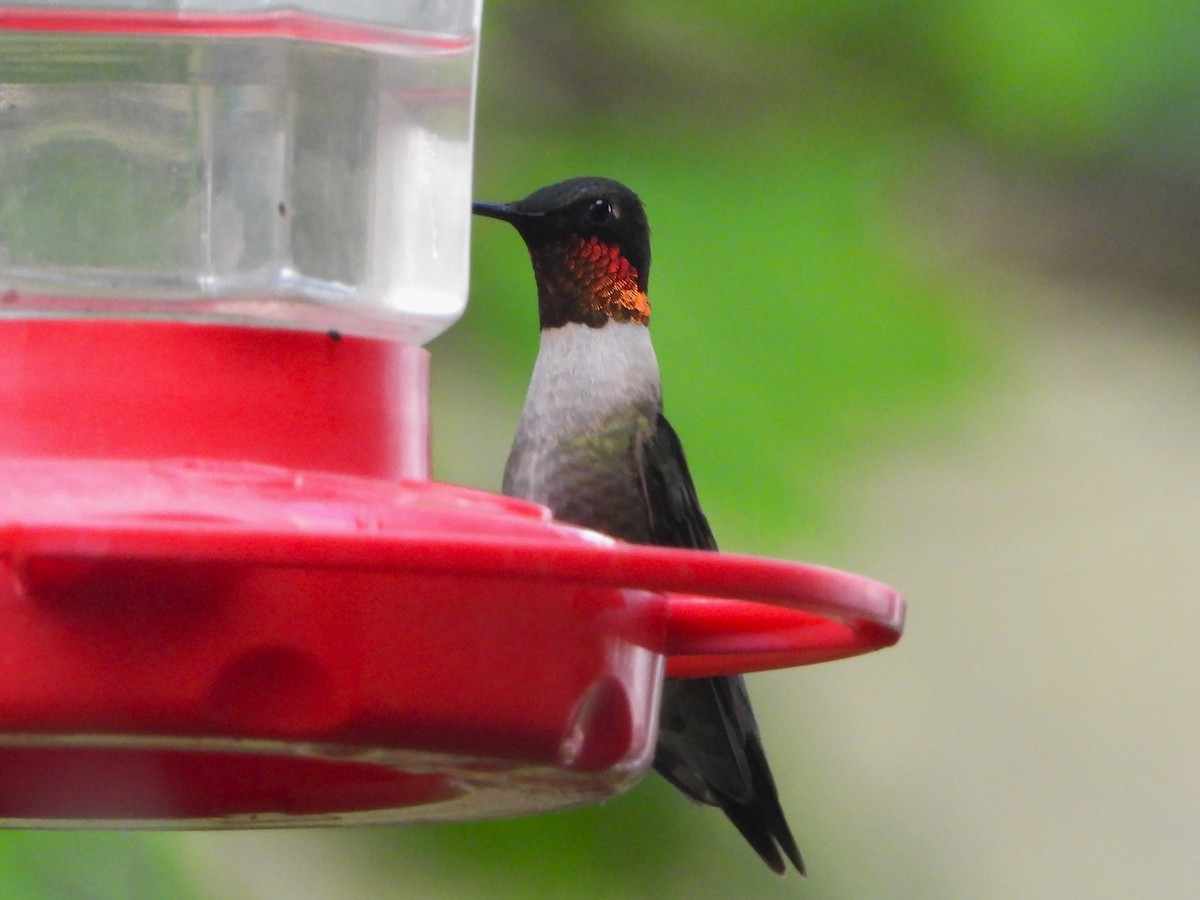 Ruby-throated Hummingbird - ML618131625