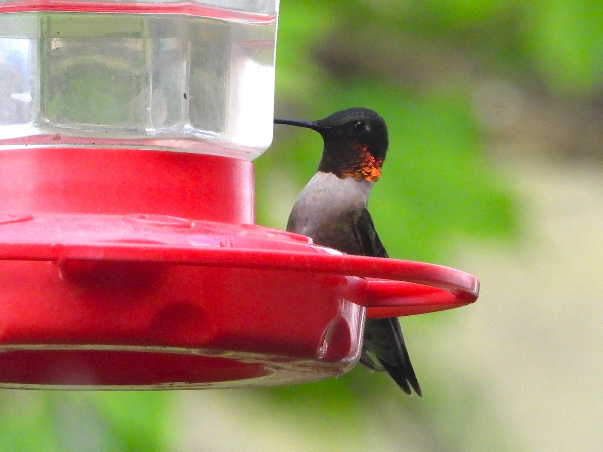 Ruby-throated Hummingbird - ML618131634