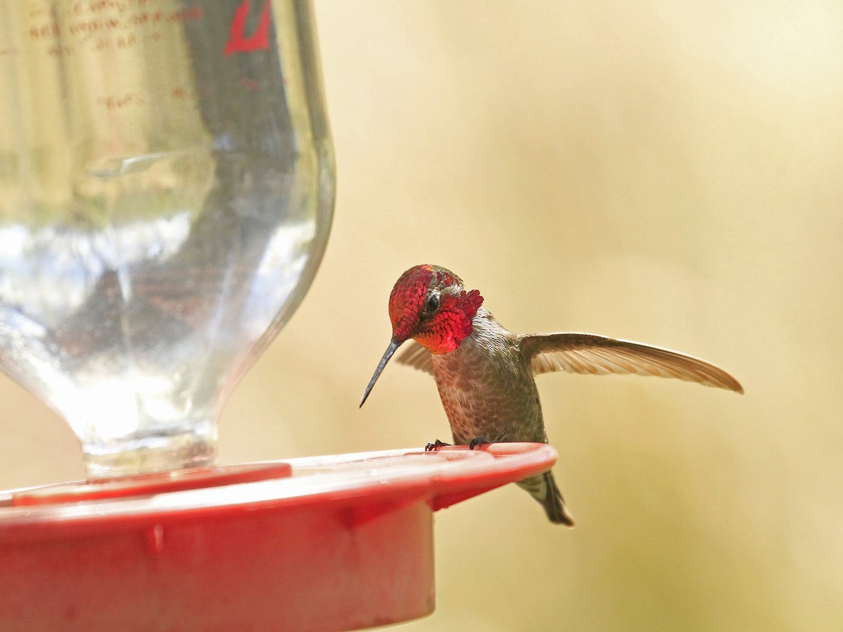 Anna's Hummingbird - ML618131642