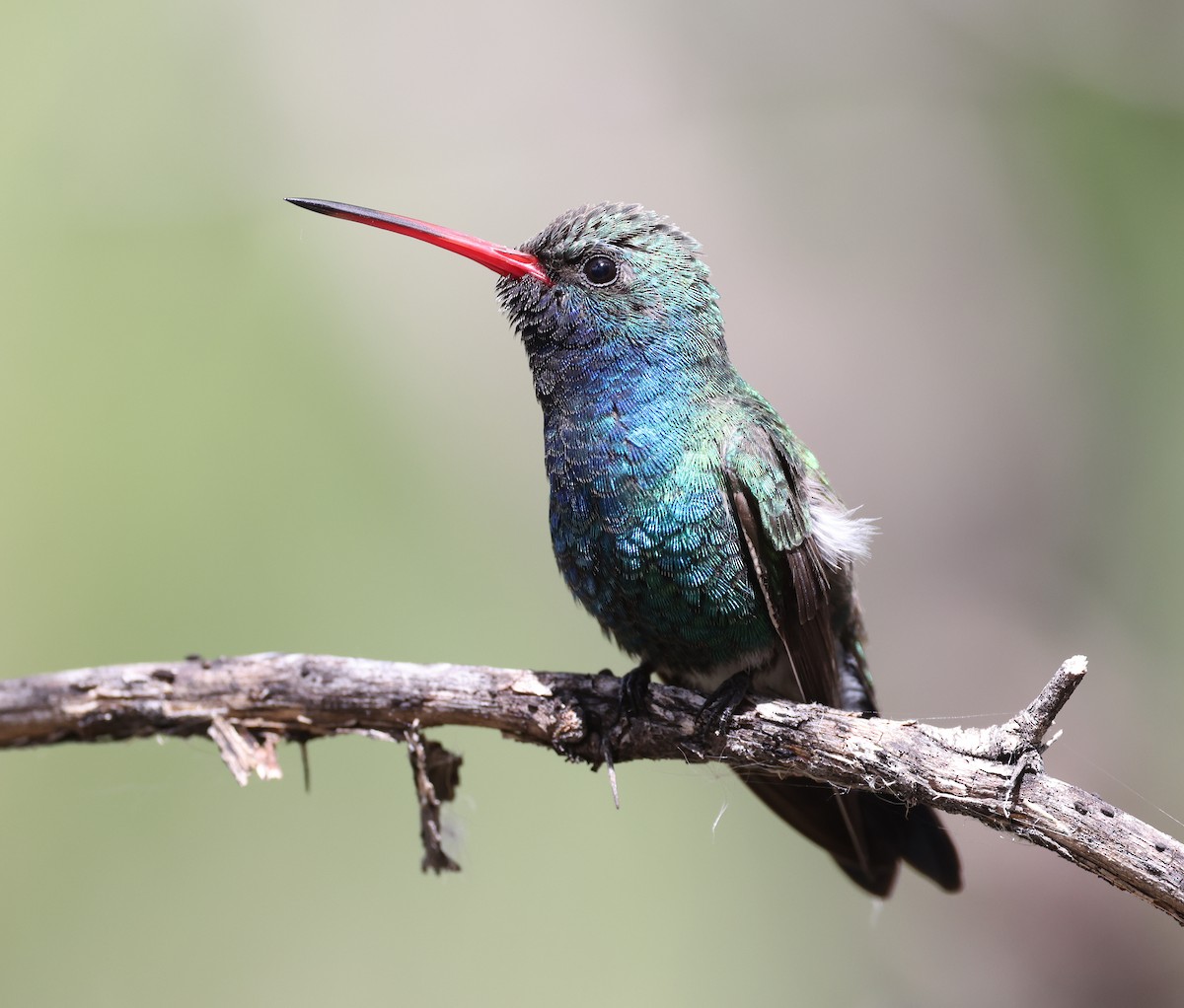 kolibřík širokozobý - ML618131651