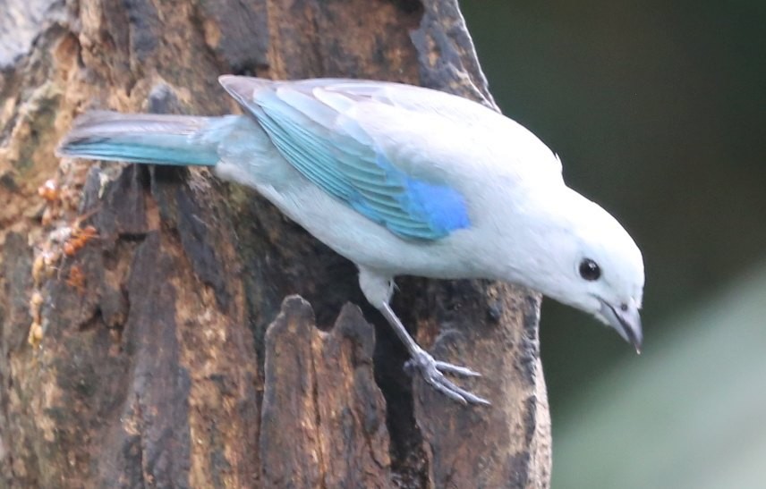 Blue-gray Tanager - ML618131657