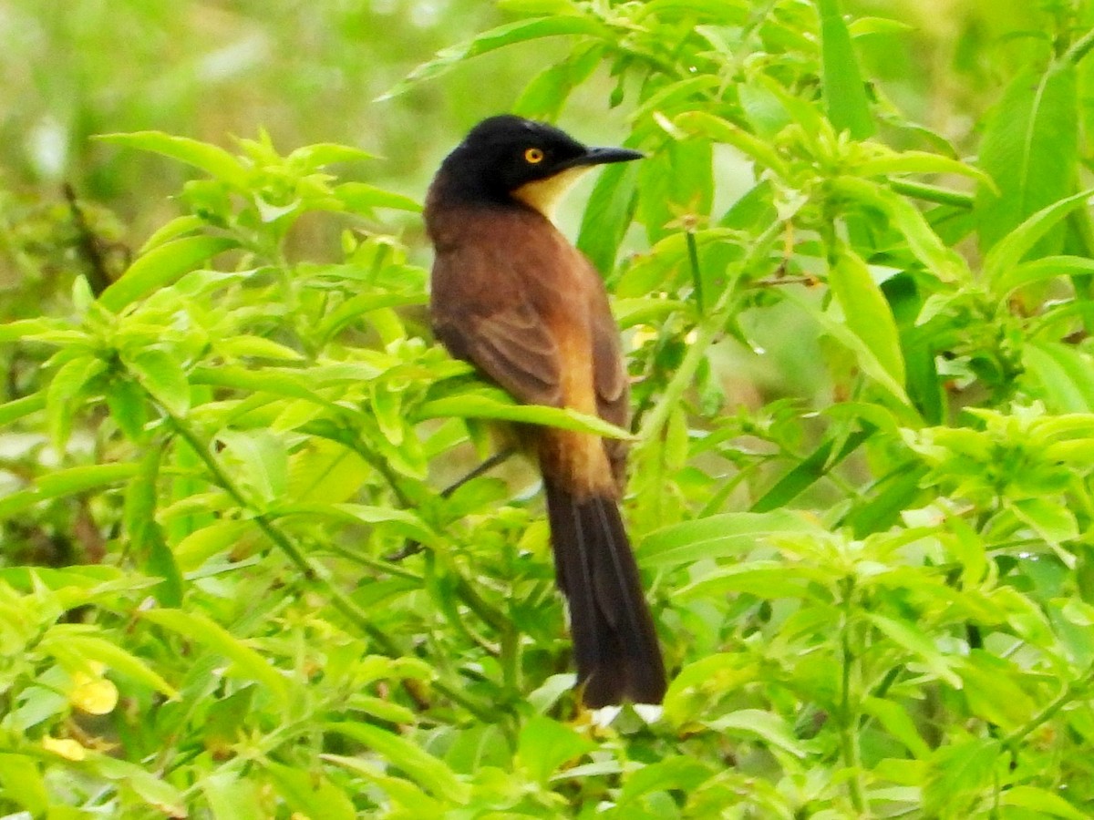 Black-capped Donacobius - Mary Leigh