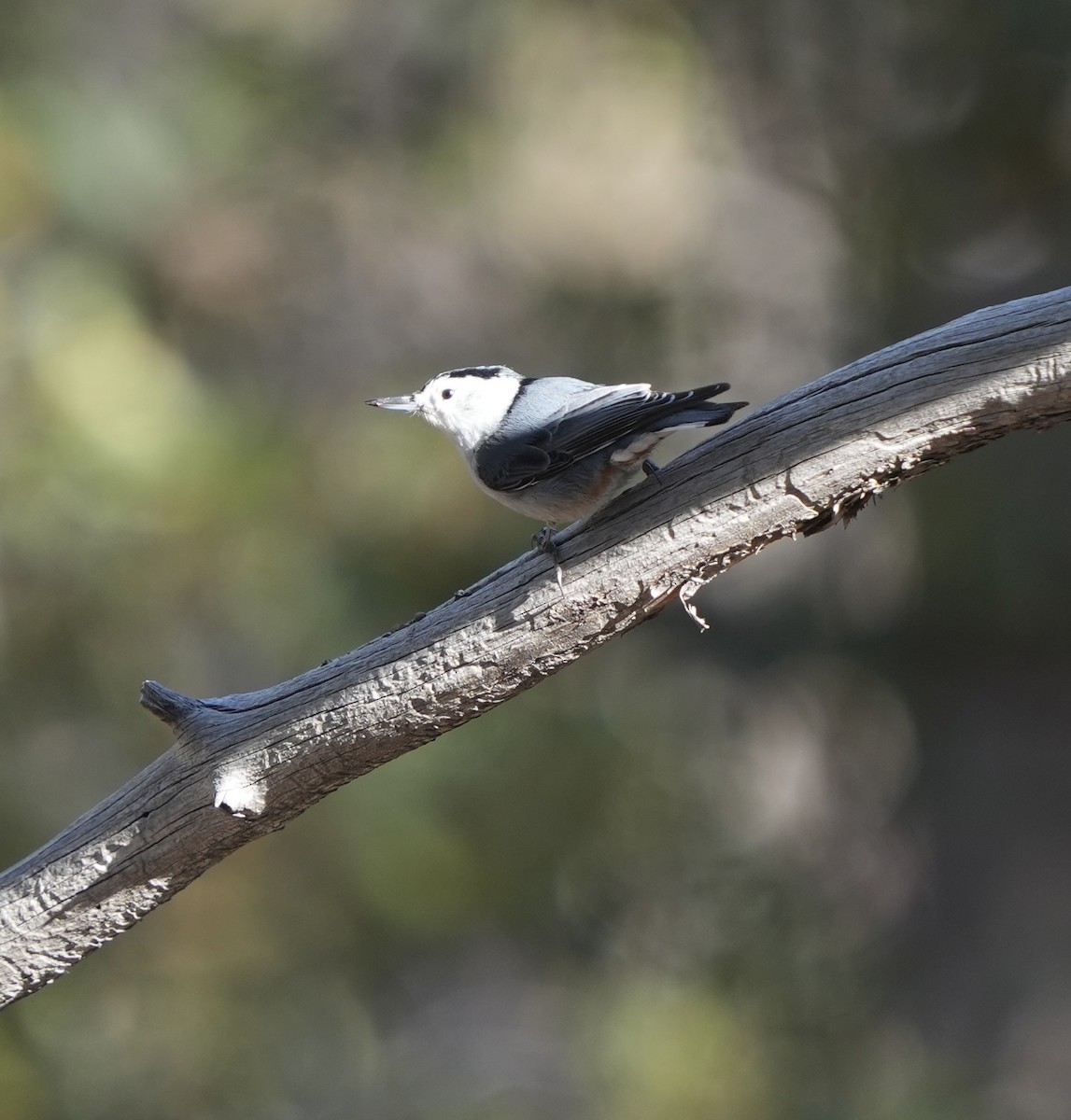 White-breasted Nuthatch - ML618131669