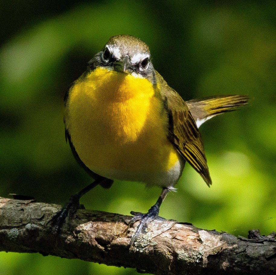 Yellow-breasted Chat - Rick Simpson