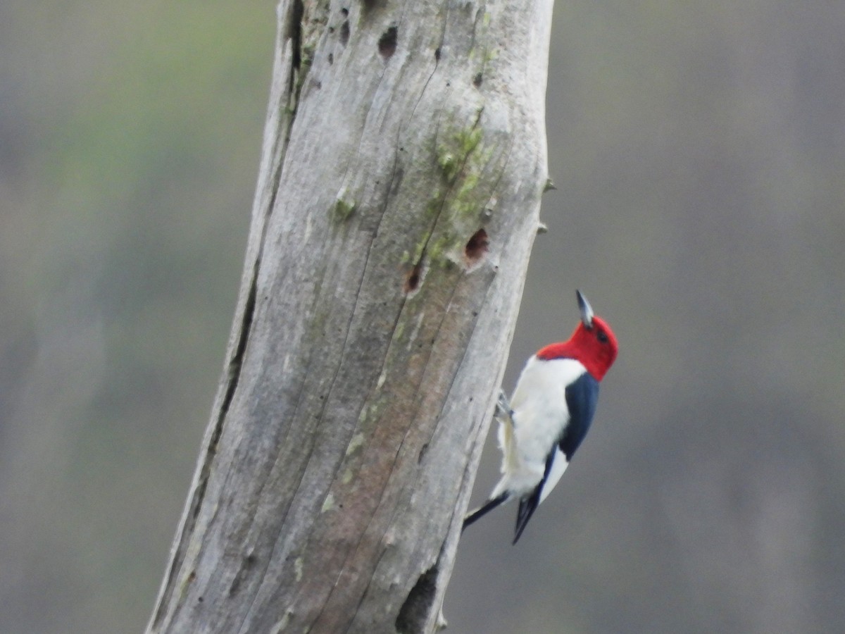 Red-headed Woodpecker - Kimberly Berry