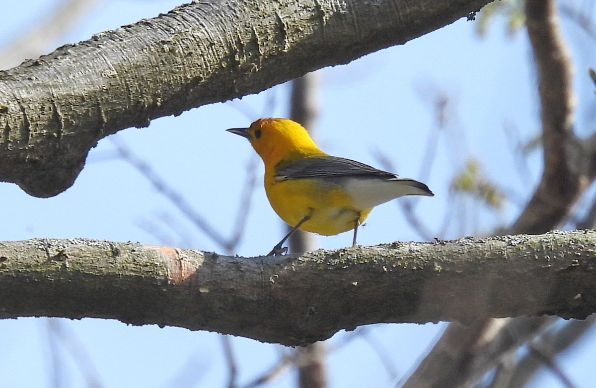 Prothonotary Warbler - Jean Iron