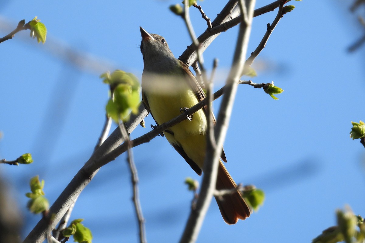 Great Crested Flycatcher - ML618131708