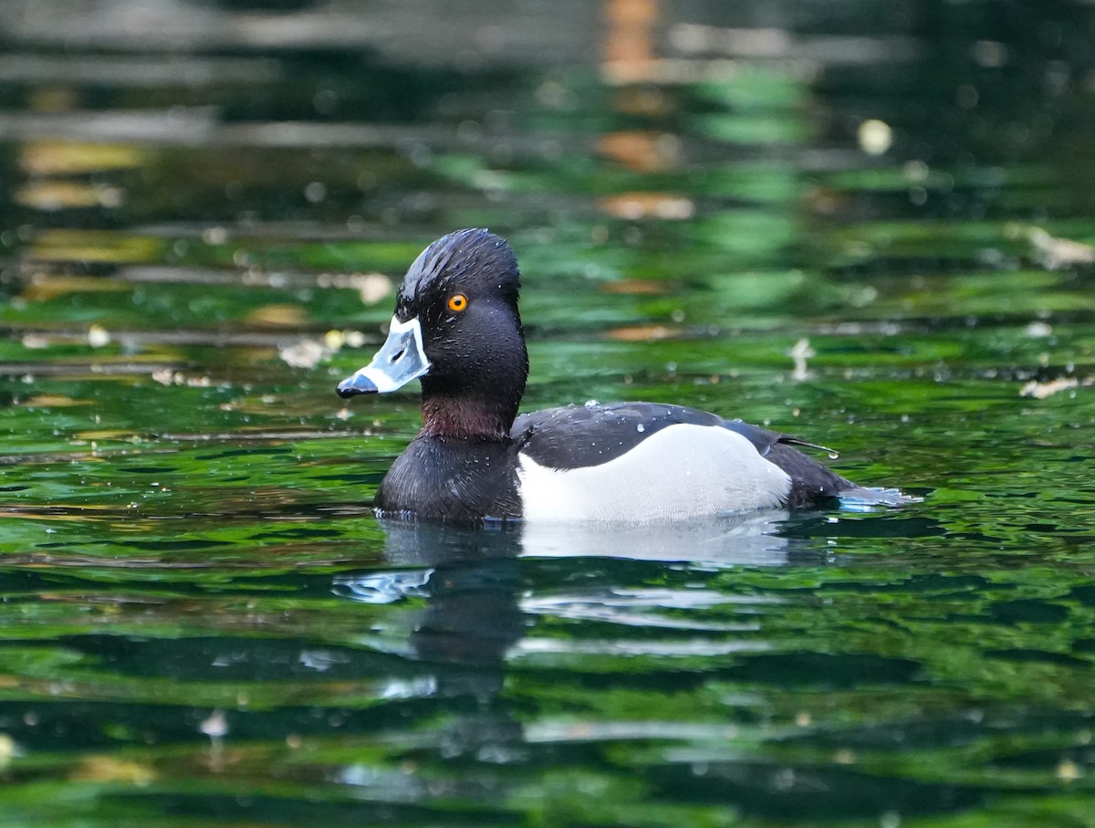 Ring-necked Duck - Jack Maynard