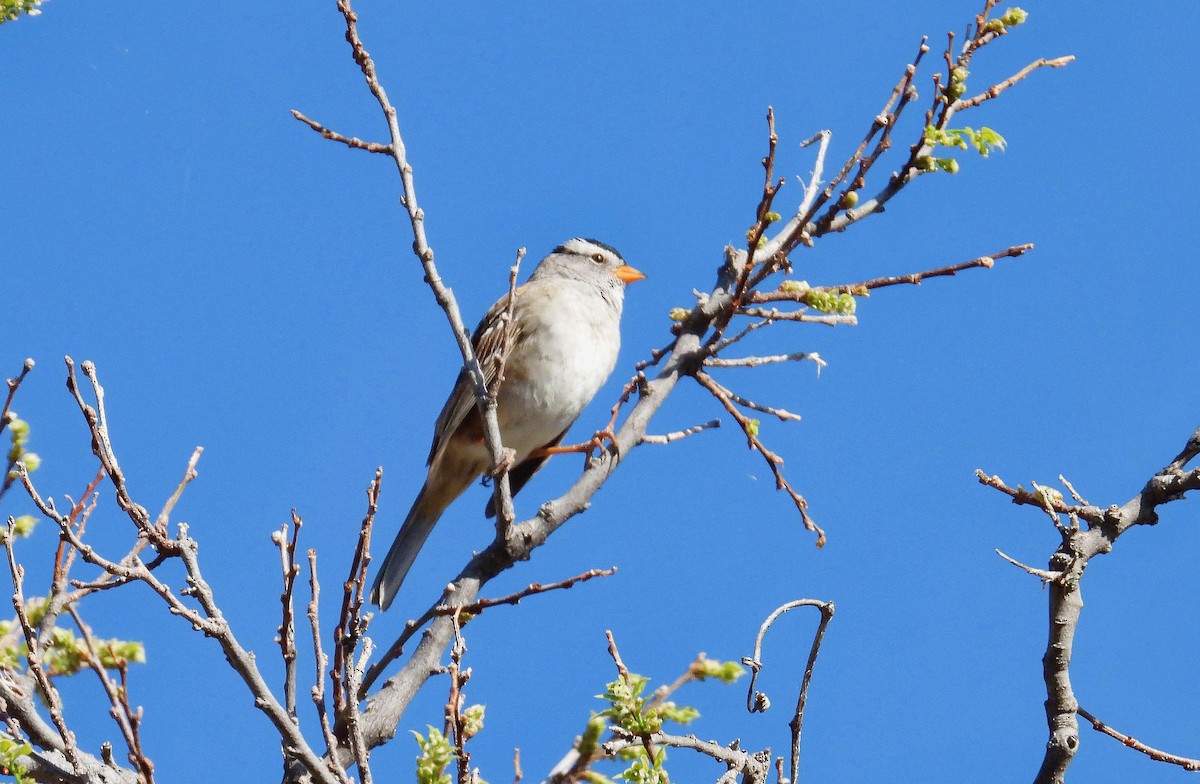 White-crowned Sparrow - Charles Hundertmark