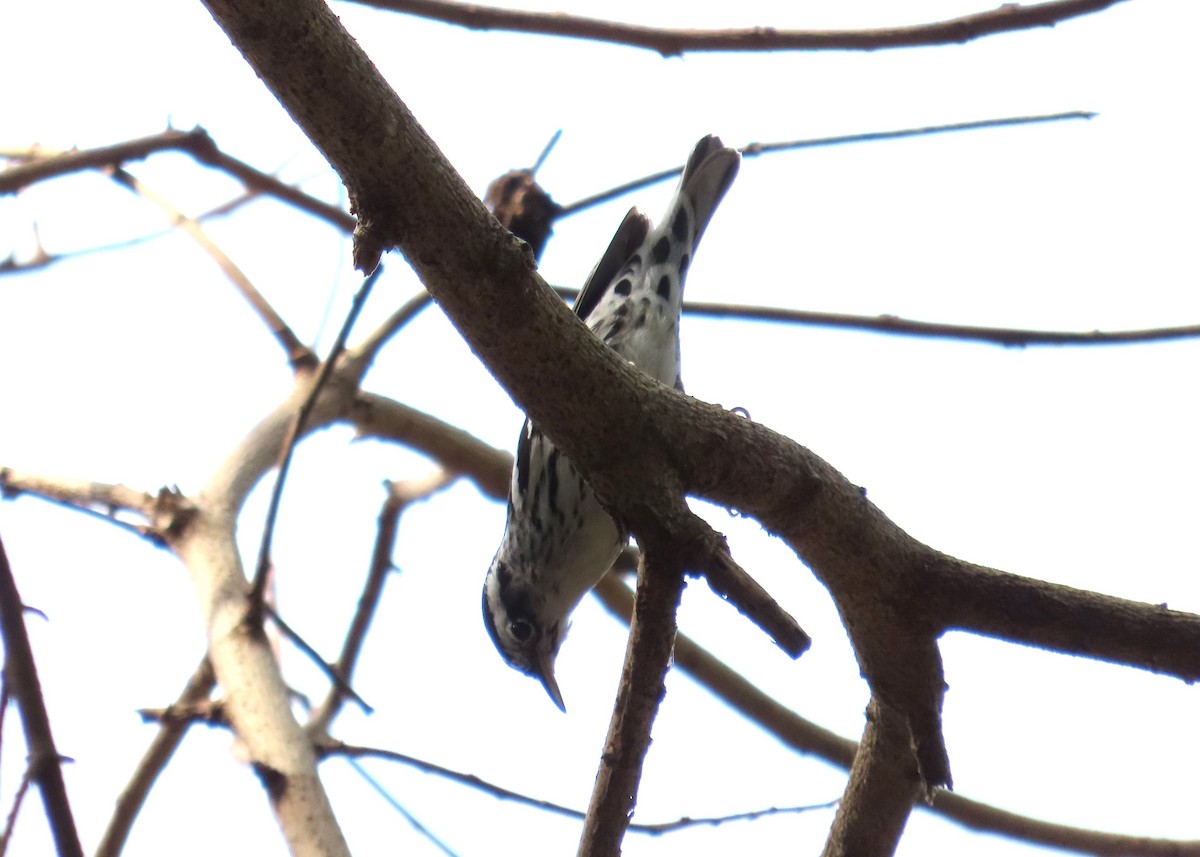 Black-and-white Warbler - ML618131731