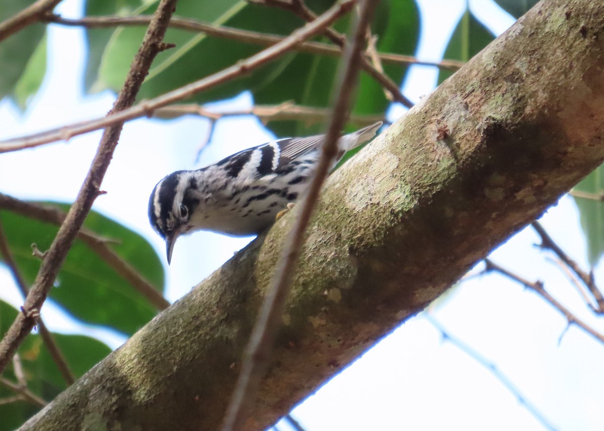 Black-and-white Warbler - ML618131732