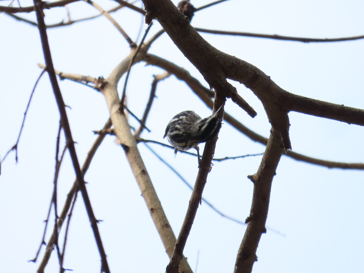 Black-and-white Warbler - ML618131734