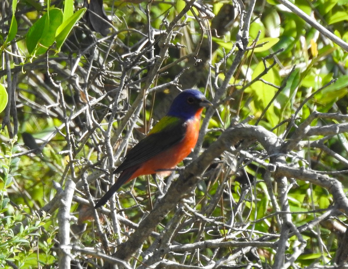Painted Bunting - ML618131753