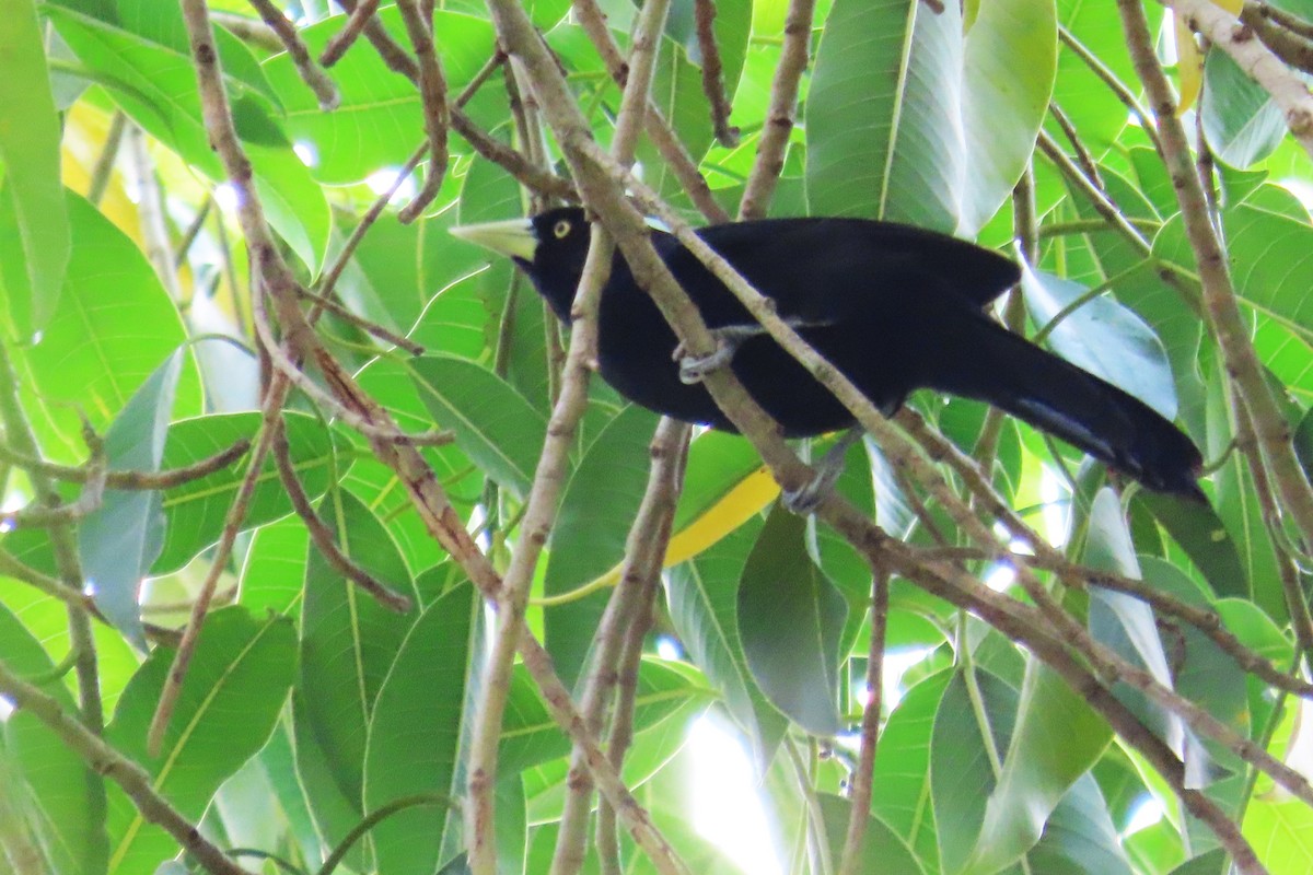 Yellow-billed Cacique - ML618131761