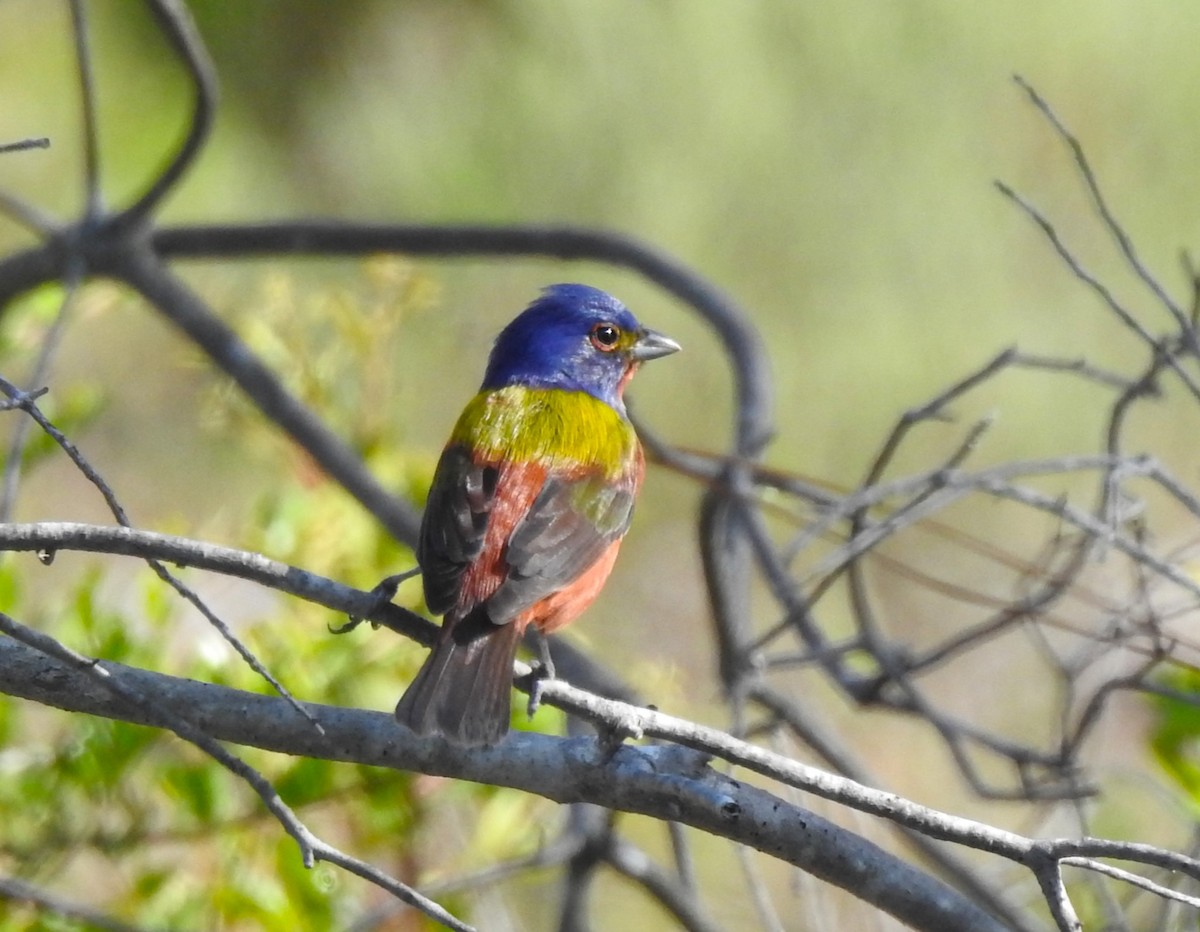 Painted Bunting - ML618131765