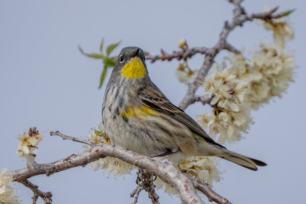 Yellow-rumped Warbler (Audubon's) - Robert Raker