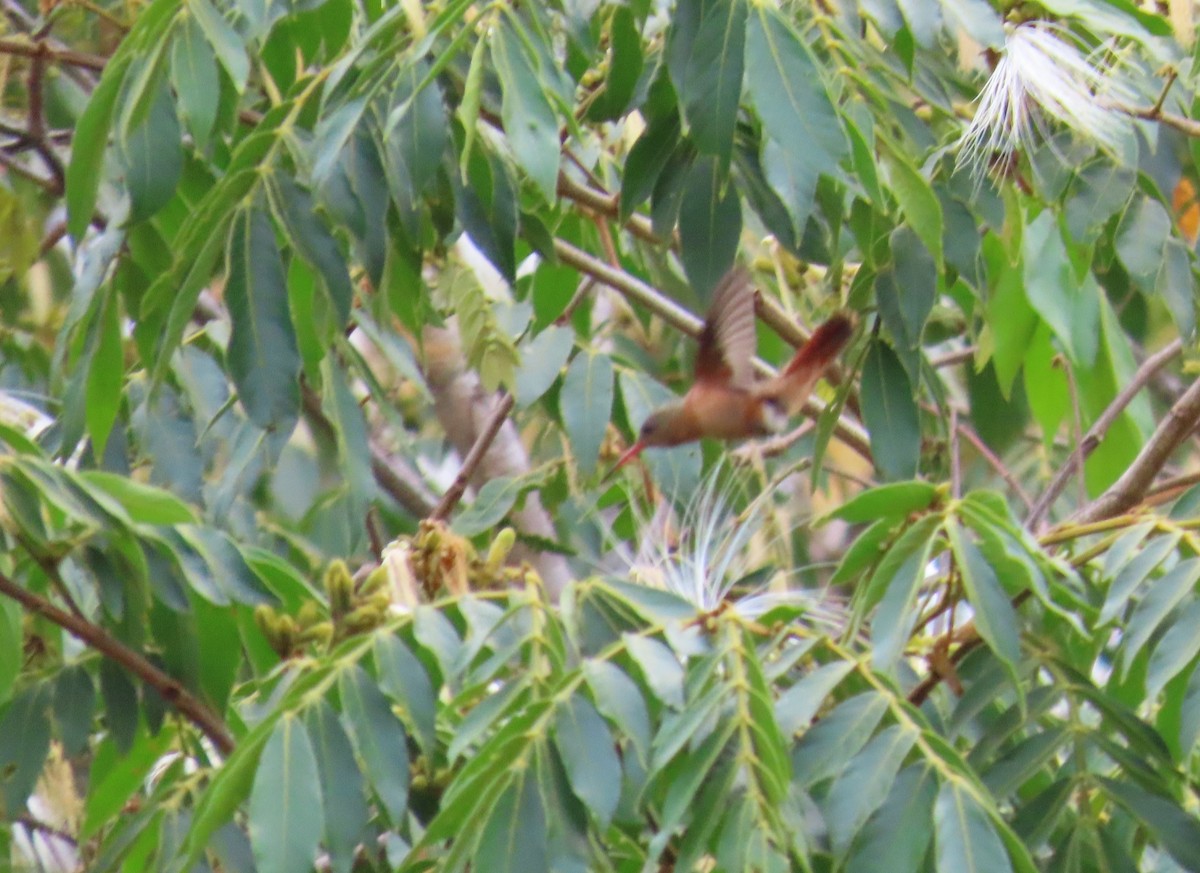 kolibřík ryšavý - ML618131793
