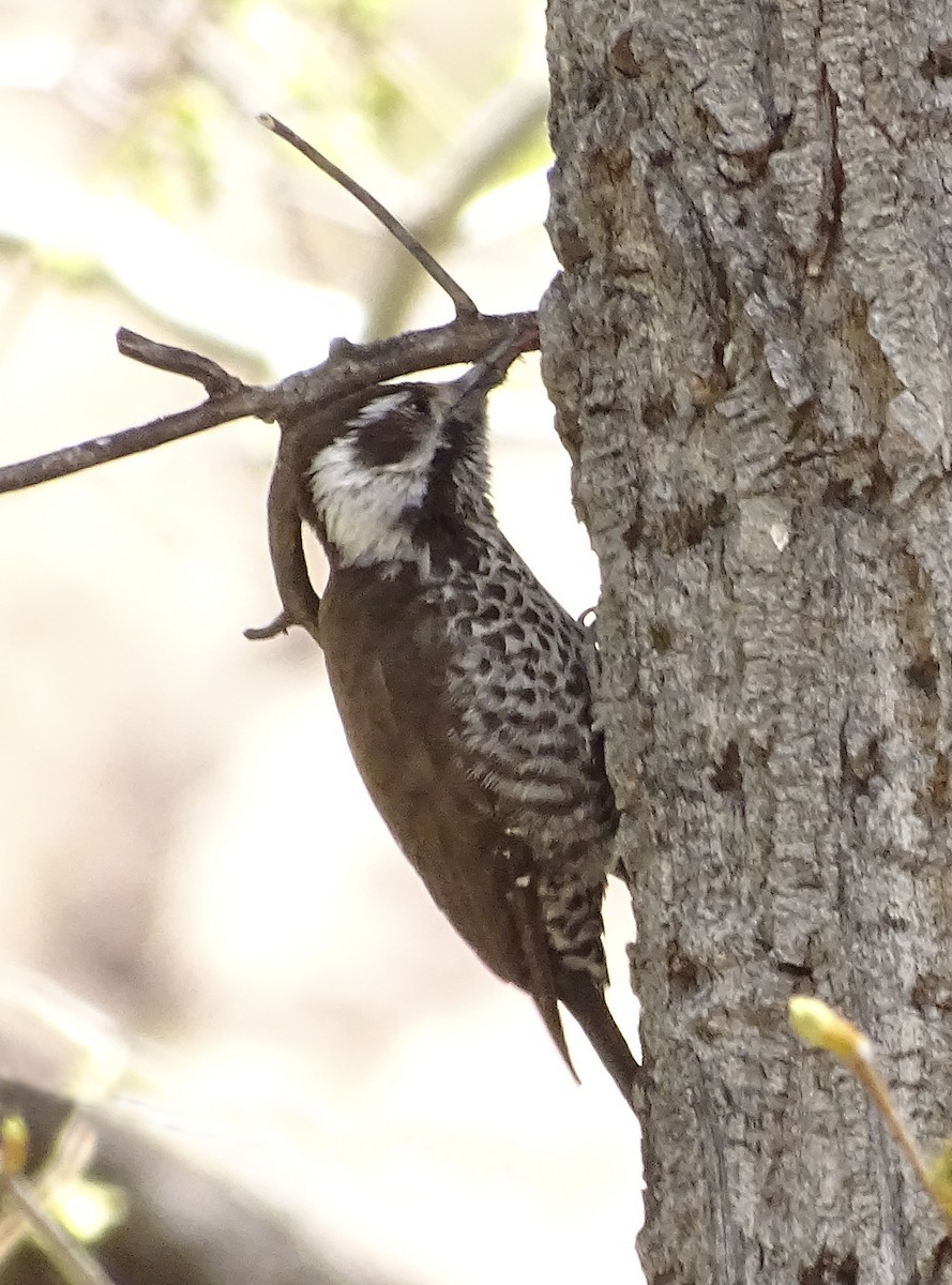 Arizona Woodpecker - ML618131805