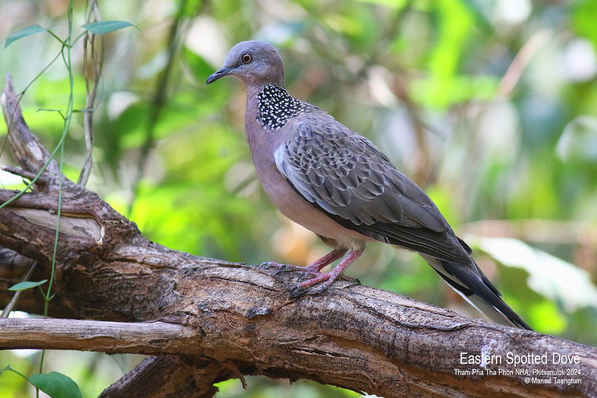 Spotted Dove (Eastern) - Manod Taengtum