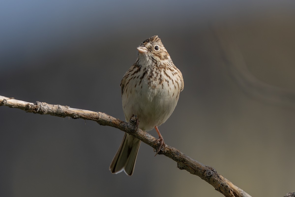Vesper Sparrow - ML618131861