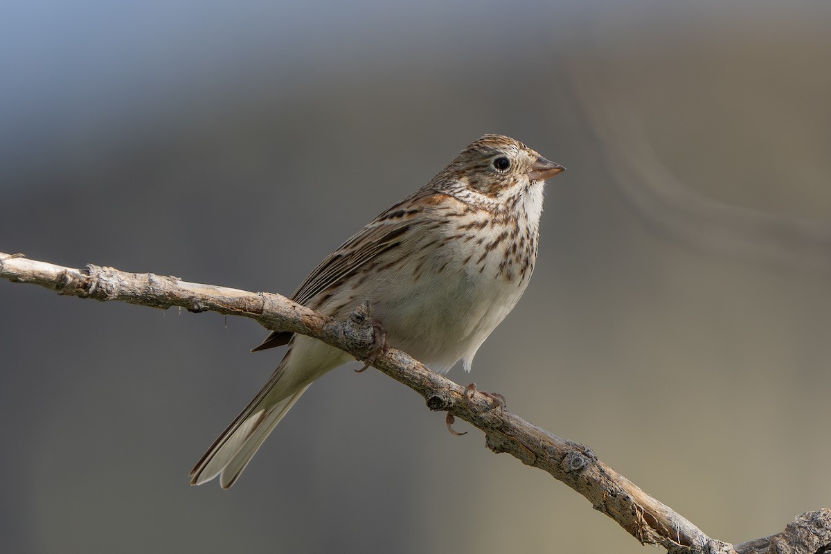 Vesper Sparrow - Robert Raker